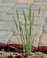 Little Barley