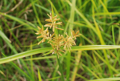 nutsedge seed head