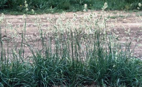 orchardgrass with seedheads