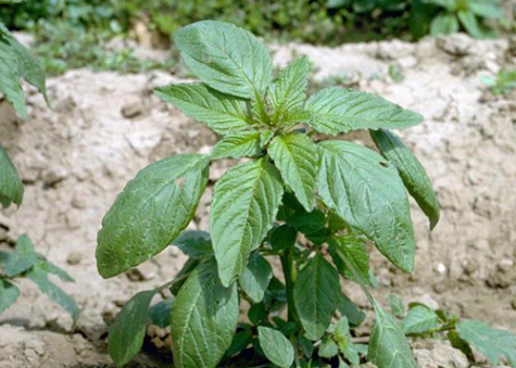red root pigweed