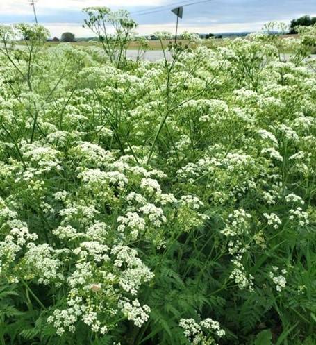 Poison hemlock plant in full bloom