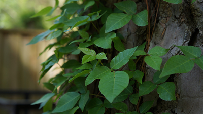 poison ivy on a tree