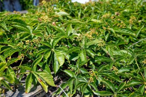virginia creeper vine