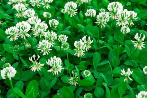 white clover