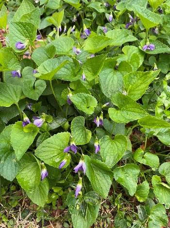 Wild violet foliage