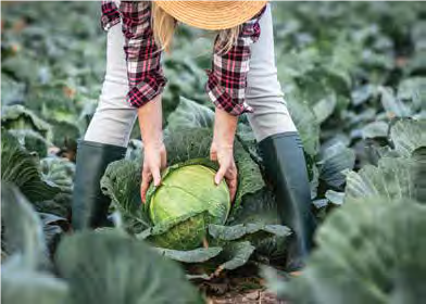 Picking Cabbage plant