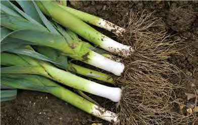 Leek plants