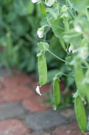 pea pods