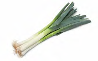 Leek plants