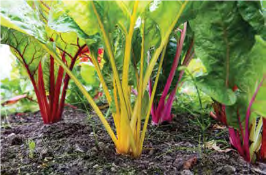 swiss chard plants