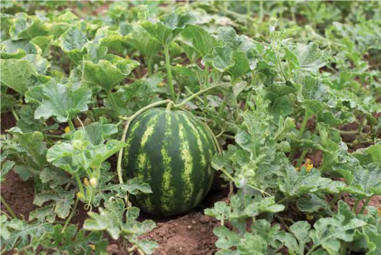 watermelon in field